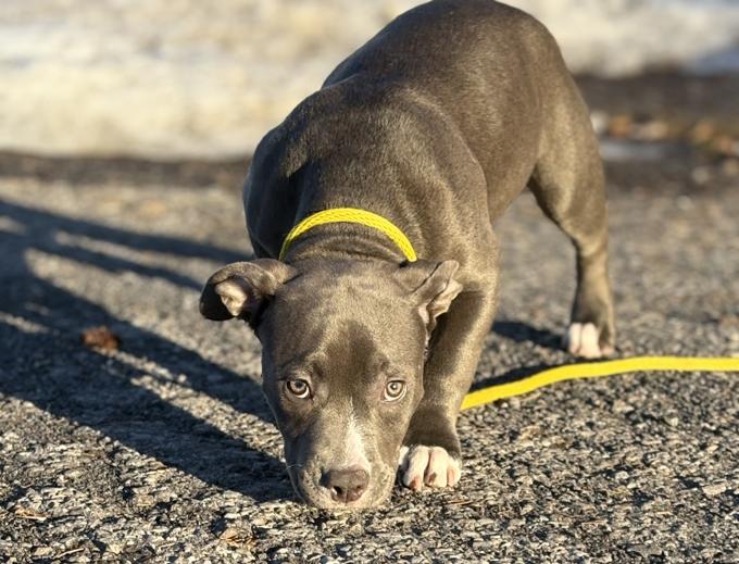 American bully