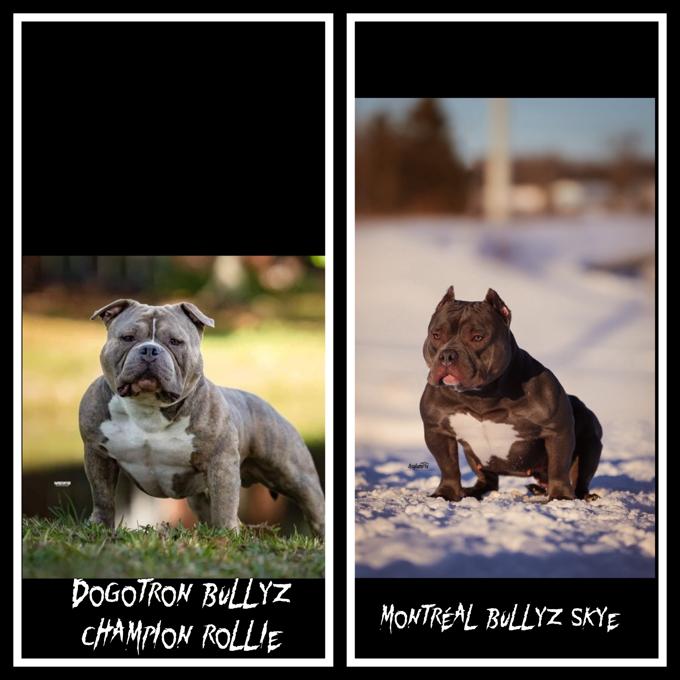 American bully