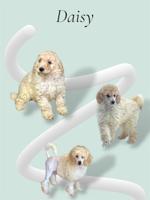 Standard Poodle