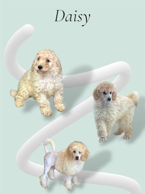 Standard Poodle