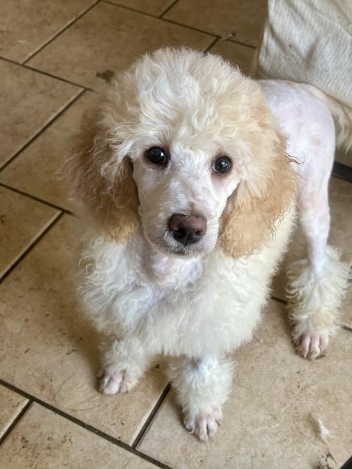 Standard Poodle