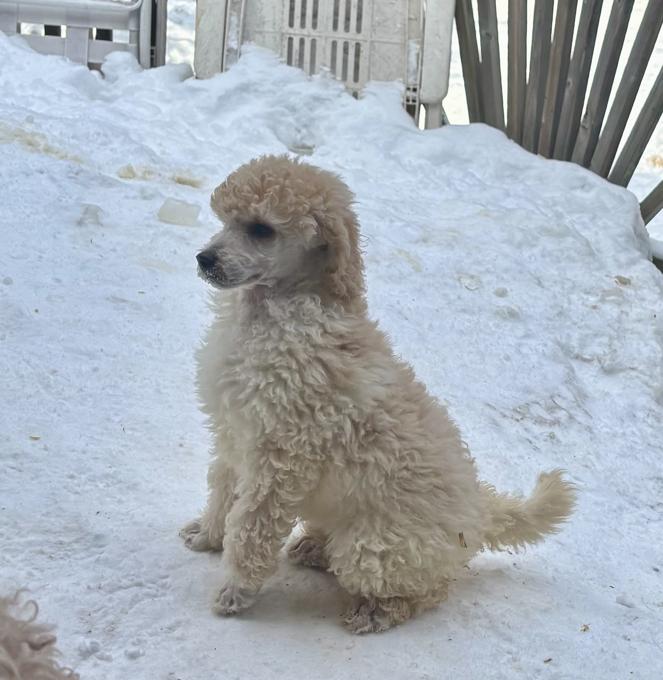 Standard Poodle