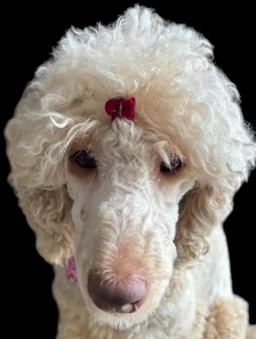 Standard Poodle