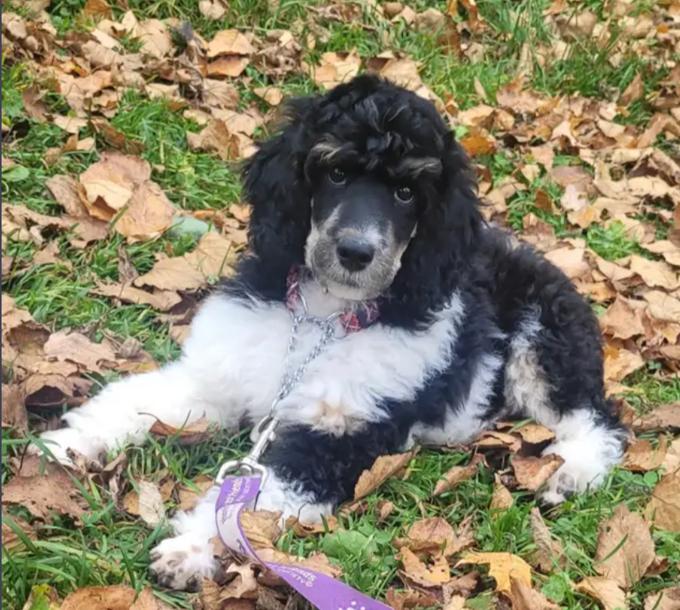 Standard Poodle
