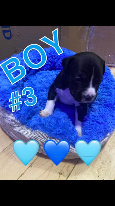 BOXER MIX