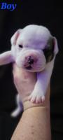 Mini bulldog