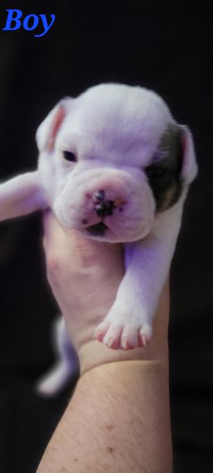 Mini bulldog