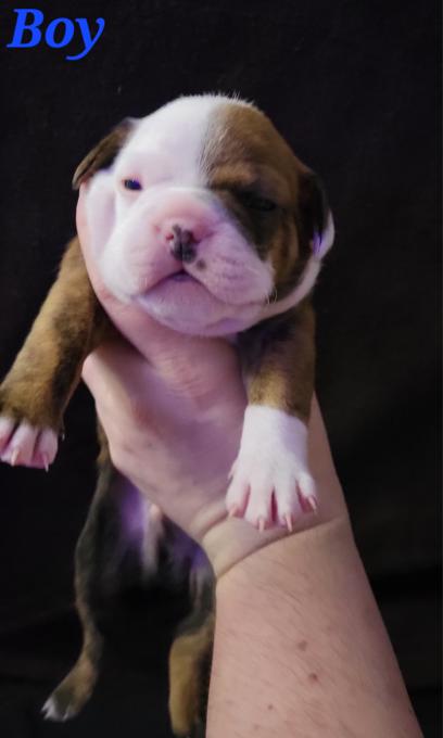 Mini bulldog