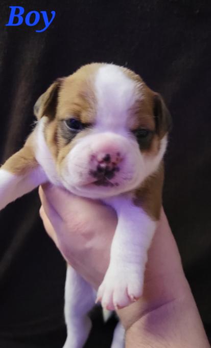 Mini bulldog