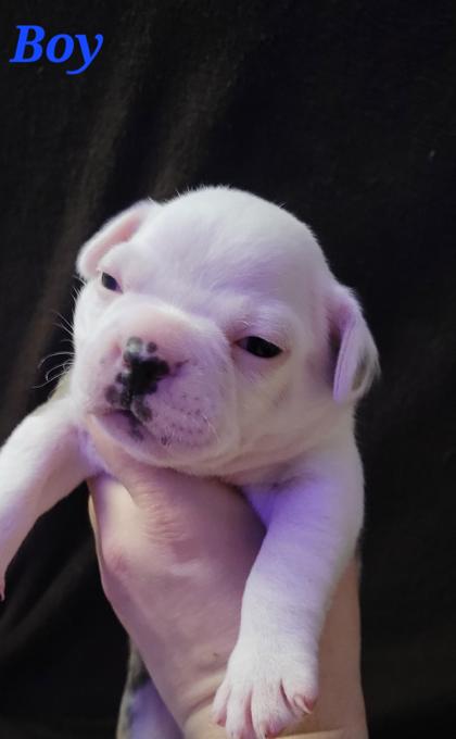 Mini bulldog