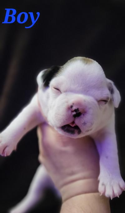 Mini bulldog