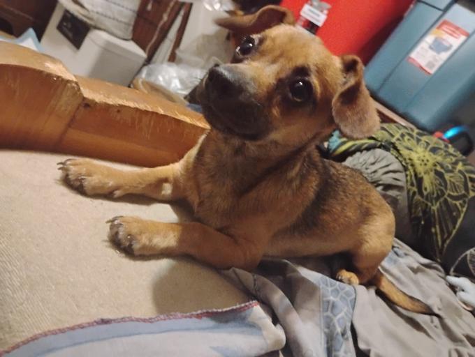Chihuahua
