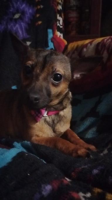 Chihuahua