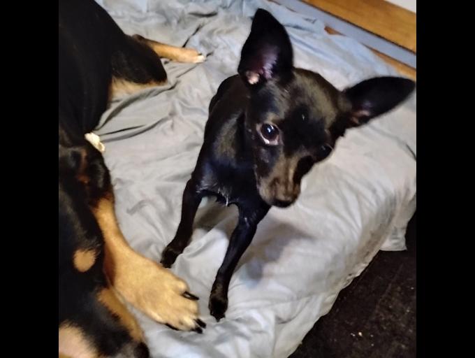 Chihuahua
