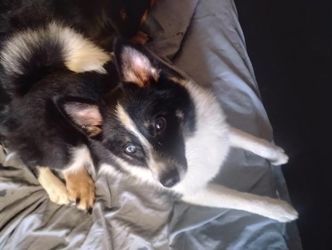 Chihuahua