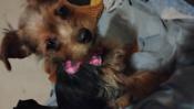 Yorkie/Chihuahua