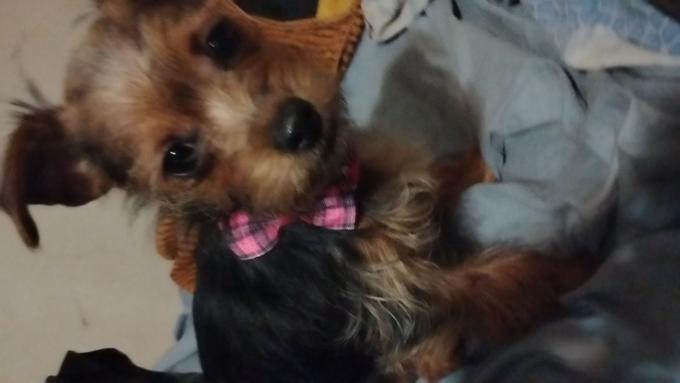 Yorkie/Chihuahua