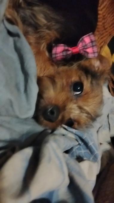 Yorkie/Chihuahua