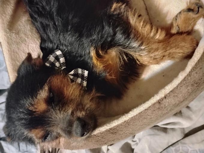 Yorkie/Chihuahua
