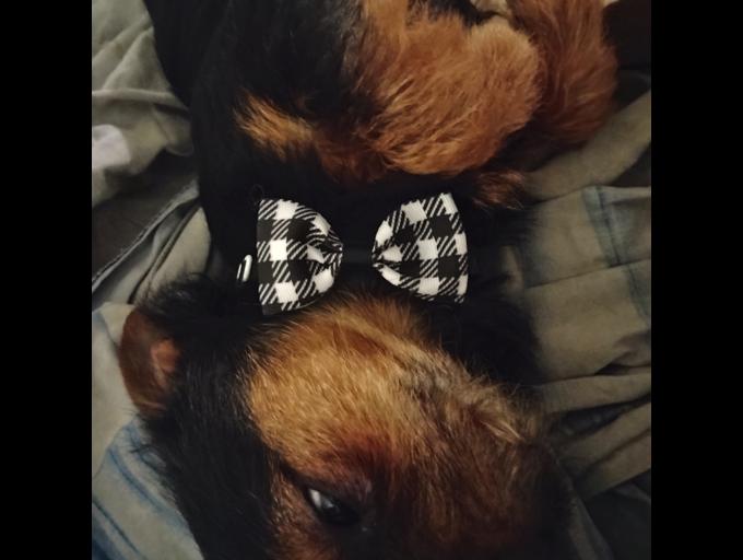 Yorkie/Chihuahua