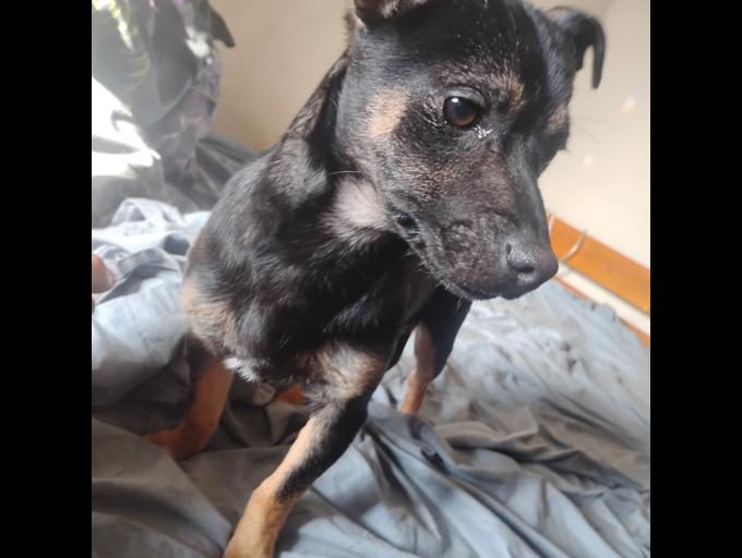 Yorkie/Chihuahua