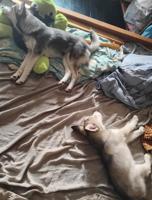 Pomsky