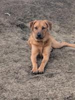 German Shepherd X Boxer