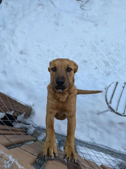 German Shepherd X Boxer