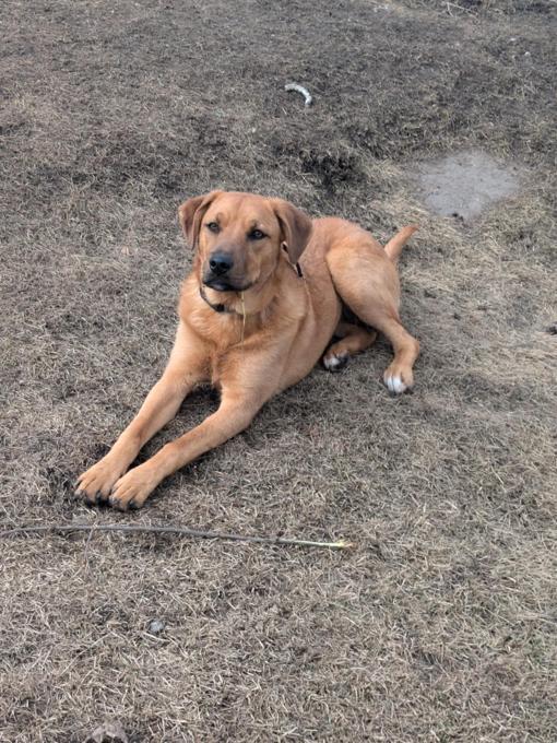 German Shepherd X Boxer