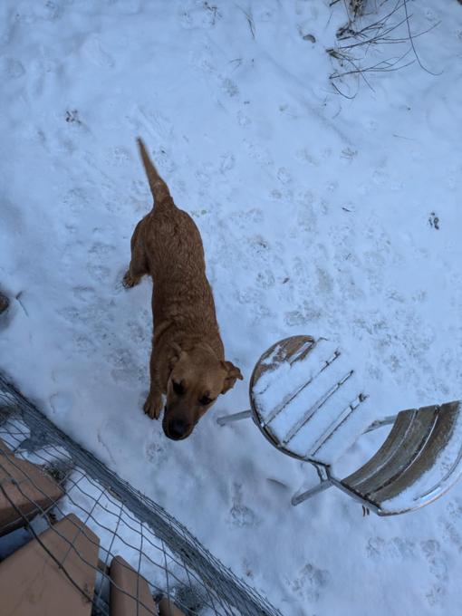 German Shepherd X Boxer
