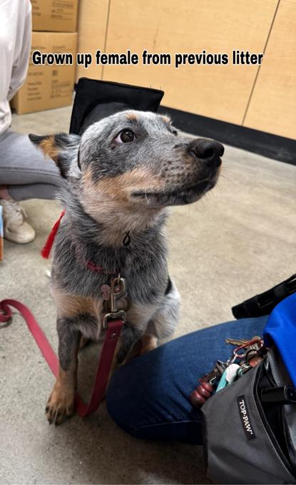 Australian Cattle Dog