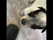 Australian Cattle Dog