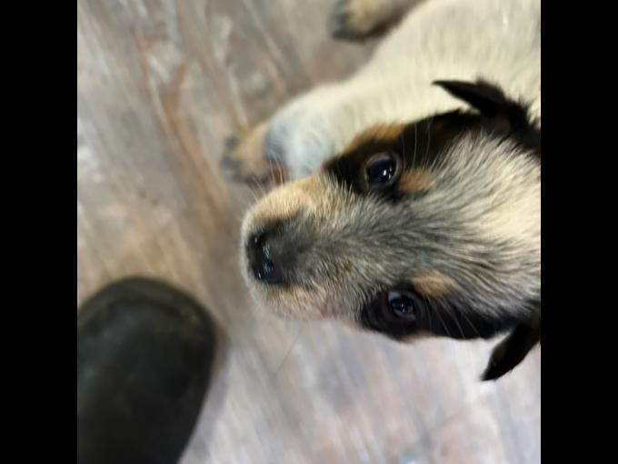 Australian Cattle Dog