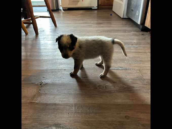 Australian Cattle Dog