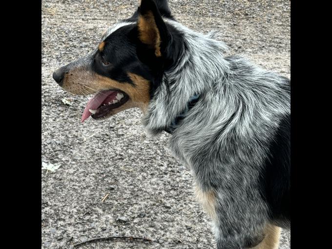 Australian Cattle Dog
