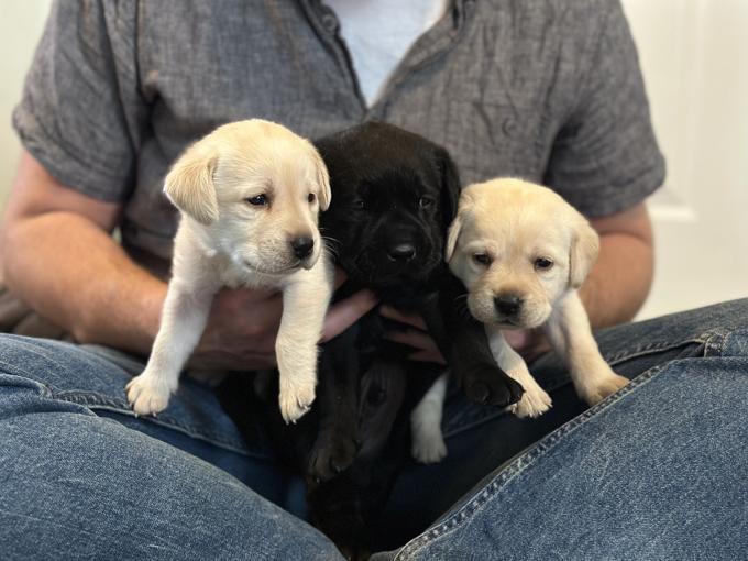 Black Labrador 