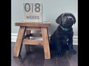 Black Labrador 