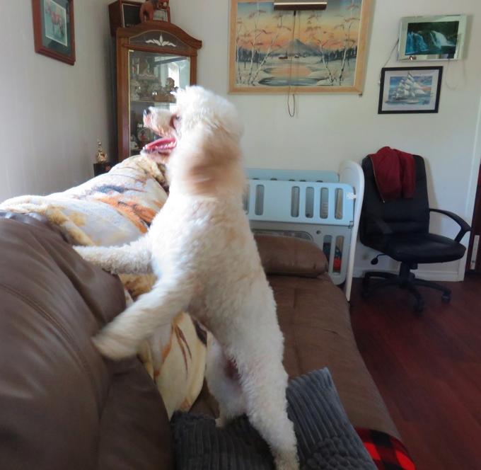 Cavapoo