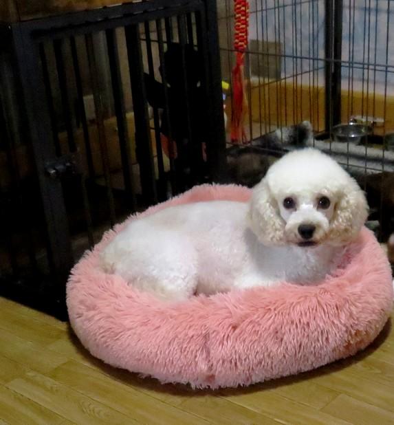 Cavapoo