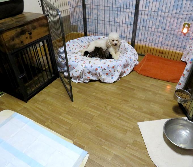 Cavapoo