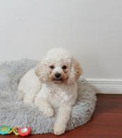 Cavapoo