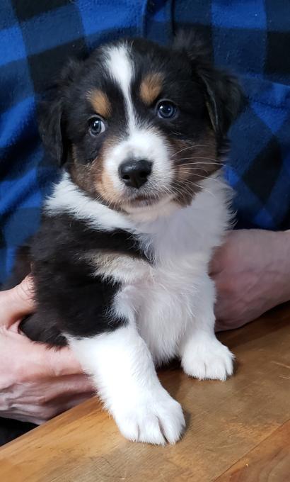 Australian Shepherd