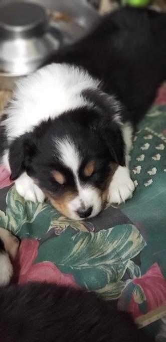 Australian Shepherd