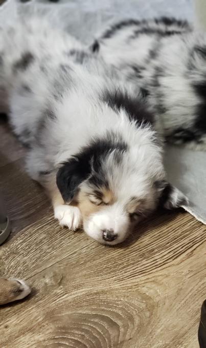 Australian Shepherd