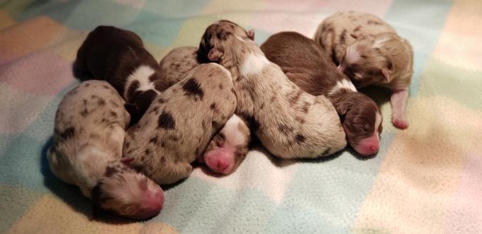 Australian Shepherd