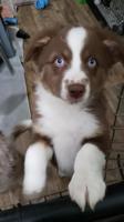 Australian Shepherd