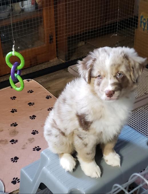 Australian Shepherd