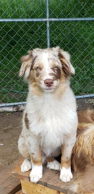 Australian Shepherd