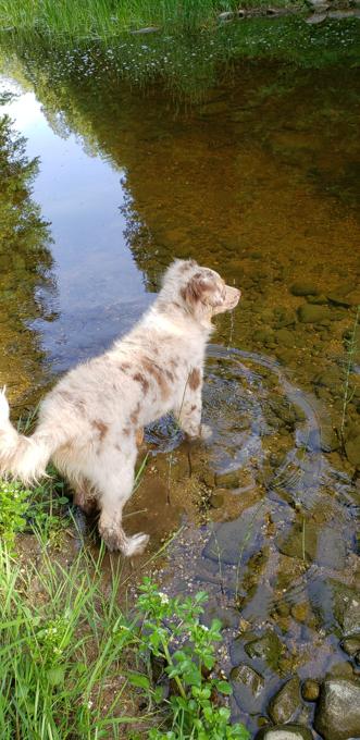 Australian Shepherd