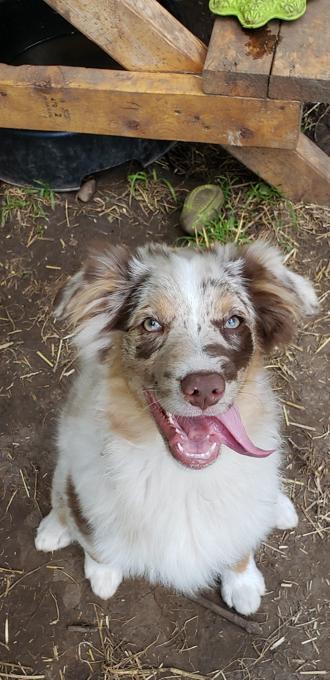 Australian Shepherd